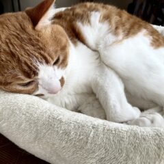 おすわりとお手をする猫