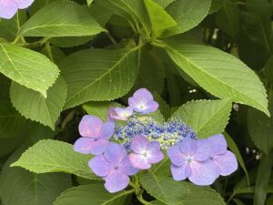 アジサイ