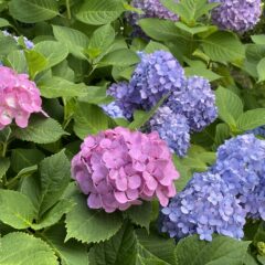 同じ株から違う色のアジサイ。なぜ?