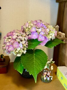 お隣さんのアジサイ