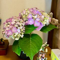 アジサイの花言葉