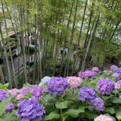 鎌倉のアジサイ〜長谷寺