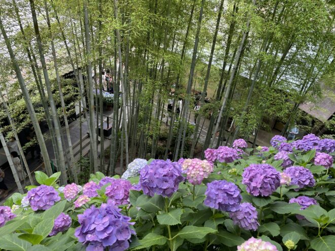 長谷寺あじさい1