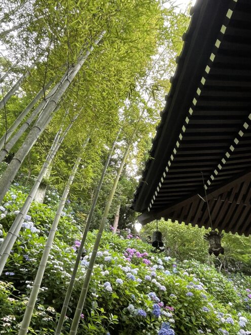 長谷寺あじさい2