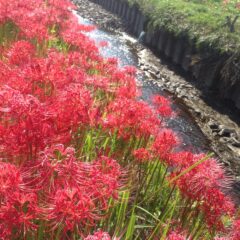 湘南ぶらりオススメスポット〜小出川(2)彼岸花