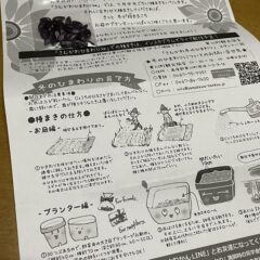 寒川町の観光協会さんでひまわりの種購入♪