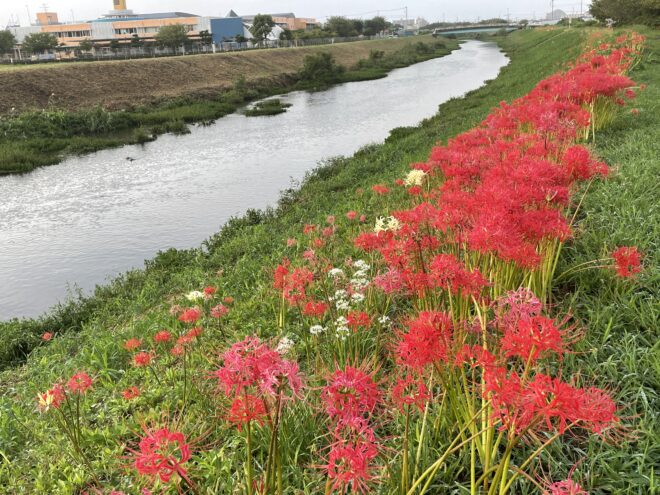小出川彼岸花2022-2