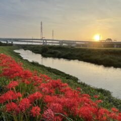 小出川彼岸花2022