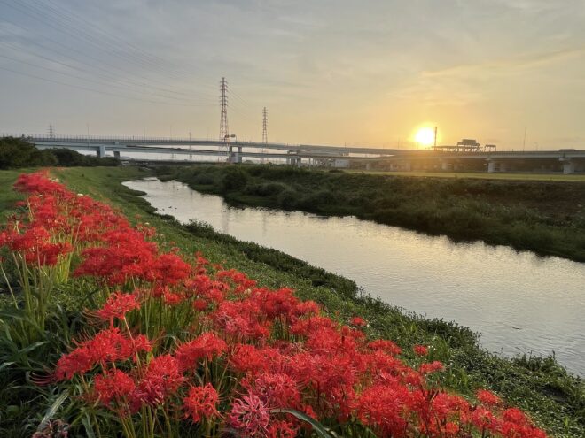 小出川彼岸花2022-1