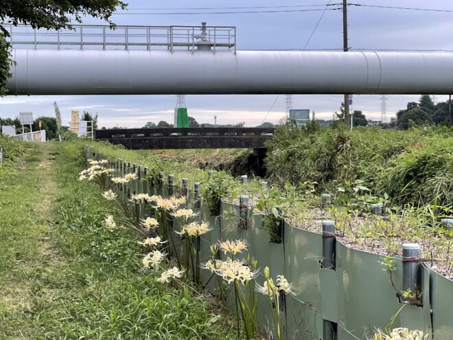 小出川彼岸花2022-5