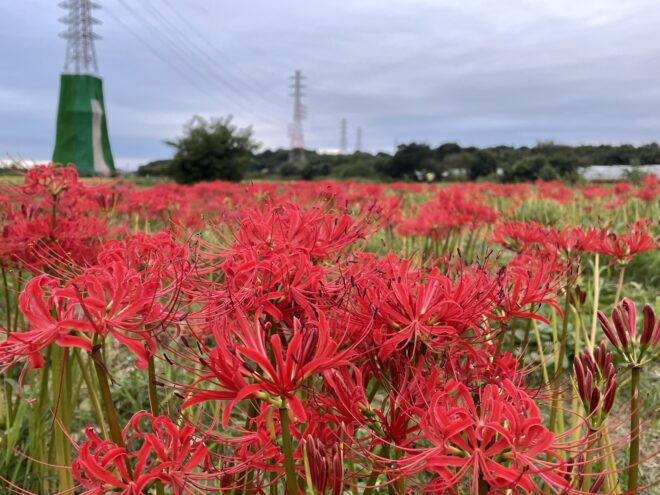 小出川彼岸花2022-3