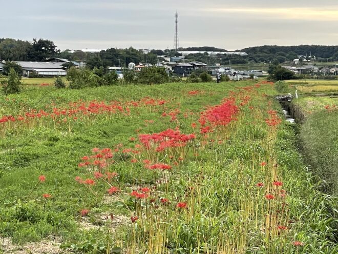 小出川彼岸花2022-4