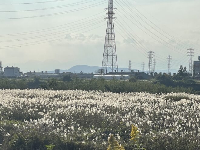 相模川ススキ