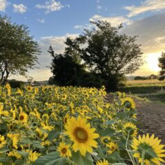 湘南ぶらりオススメスポット〜さむかわ冬のひまわり