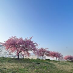 湘南ぶらりオススメスポット〜目久尻川の河津桜